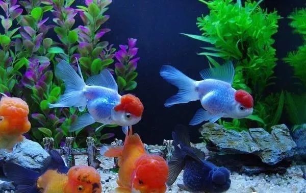 龍魚過缸后多久喂食（玄寵宿舍玄寵宿舍龍魚過缸后喂食時間表與常見誤區）