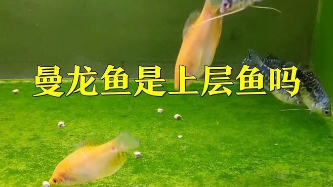 馬龍魚有哪些生態(tài)習性（關于馬龍魚生態(tài)習性的一些摘要，馬龍魚生態(tài)習性特點） 馬龍魚有哪些生態(tài)習性（關于馬龍魚生態(tài)習性的一些摘要，馬龍魚生態(tài)習性特點） 龍魚百科 第1張