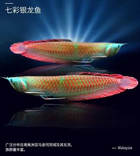 藍麒麟過背金龍魚苗（養魚小藝，藍麒麟過背金龍魚苗的選擇）