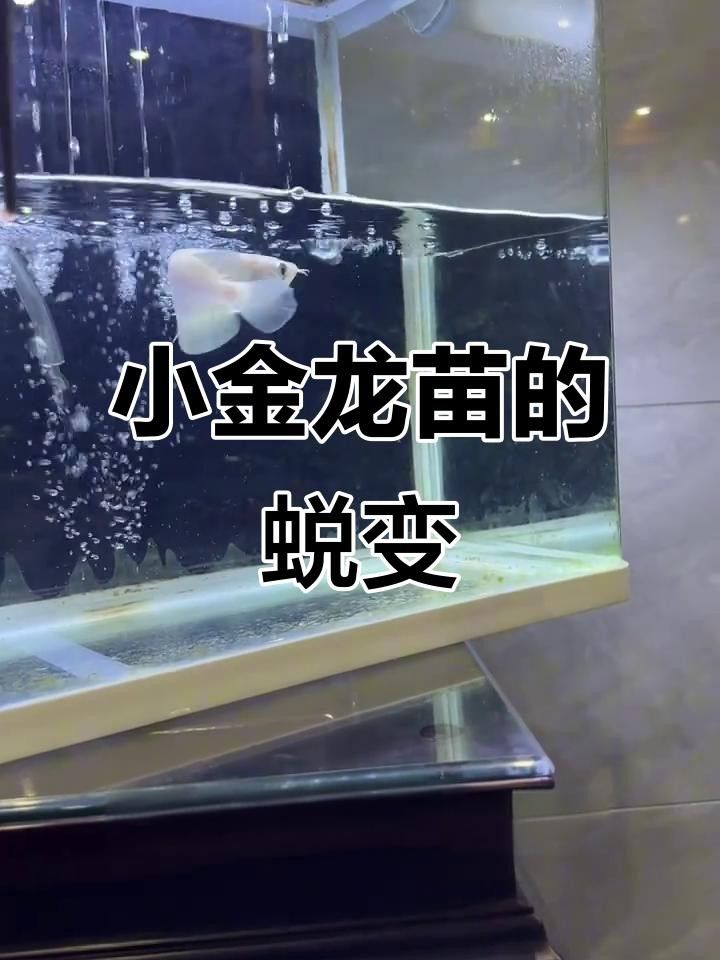 藍麒麟過背金龍魚苗（養魚小藝，藍麒麟過背金龍魚苗的選擇）