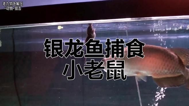 龍魚多久吃一次老鼠（龍魚多久吃一次老鼠比較合適，龍魚吃老鼠有哪些好處）
