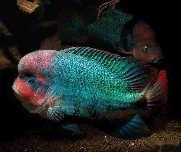 四角龍魚在全球的分布范圍（四角龍魚分布范圍主要限于南美洲的亞馬遜河流域及其周邊地區）