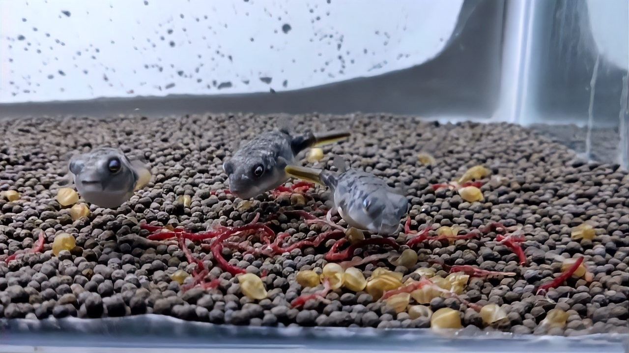 斑馬狗頭混養需要多大的魚缸？（斑馬狗頭混養需要多大的魚缸和飼養技巧與注意事項詳解）