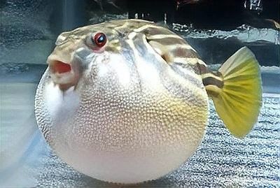 斑馬狗頭混養需要多大的魚缸？（斑馬狗頭混養需要多大的魚缸和飼養技巧與注意事項詳解）