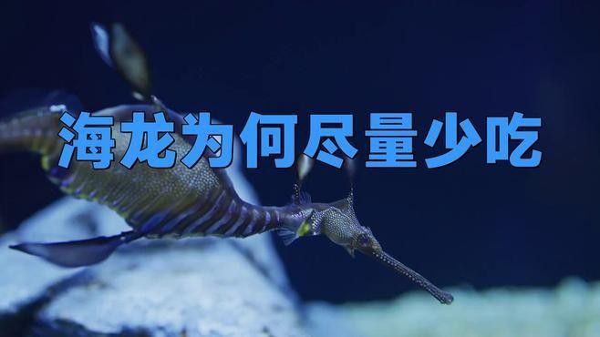 海龍魚的作用與禁忌（關于海龍魚的作用與禁忌） 海龍魚的作用與禁忌（關于海龍魚的作用與禁忌） 觀賞魚百科 第1張