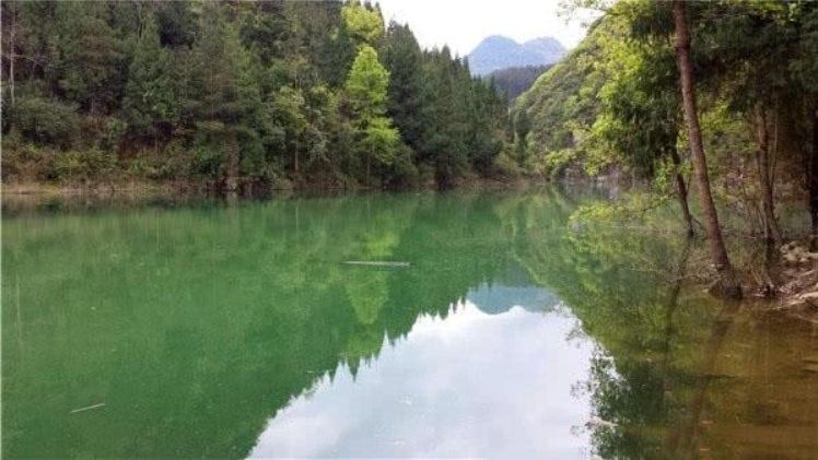 巴馬金龍魚(yú)（“巴馬金龍魚(yú)”和“金龍魚(yú)”有何區(qū)別巴馬油魚(yú)和金龍魚(yú)有何區(qū)別） 巴馬金龍魚(yú)（“巴馬金龍魚(yú)”和“金龍魚(yú)”有何區(qū)別巴馬油魚(yú)和金龍魚(yú)有何區(qū)別） 觀賞魚(yú)百科 第7張
