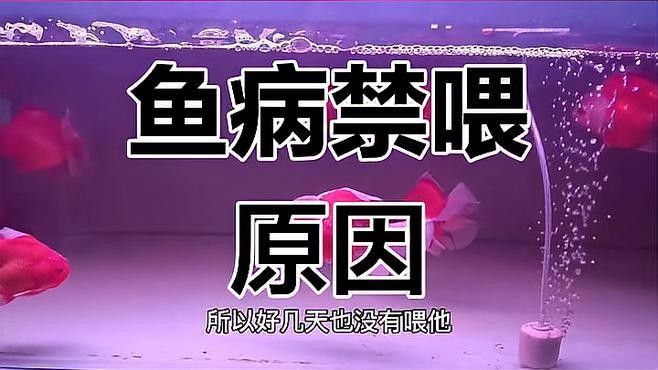 龍魚生病期能喂食嗎圖片