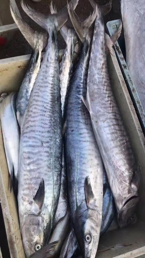 馬古龍魚有哪些品種？（馬古龍魚的最佳養殖環境是什么馬古龍魚可以劃分為多個品種）