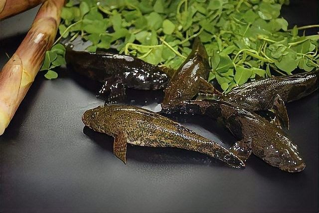 馬古龍魚有哪些品種？（馬古龍魚的最佳養殖環境是什么馬古龍魚可以劃分為多個品種）
