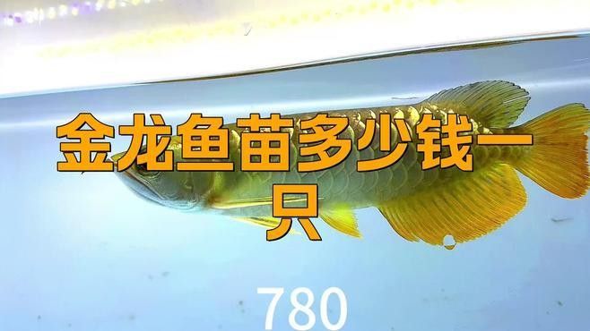 金龍魚苗哪個品種最便宜？（金龍魚的價格是多少）