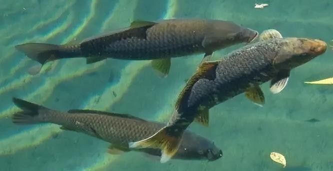 青龍魚在不同環境下的圖片（青龍魚在不同環境下的形態下的適應性及其生存策略）