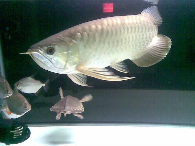 青龍魚在不同環境下的圖片（青龍魚在不同環境下的形態下的適應性及其生存策略）