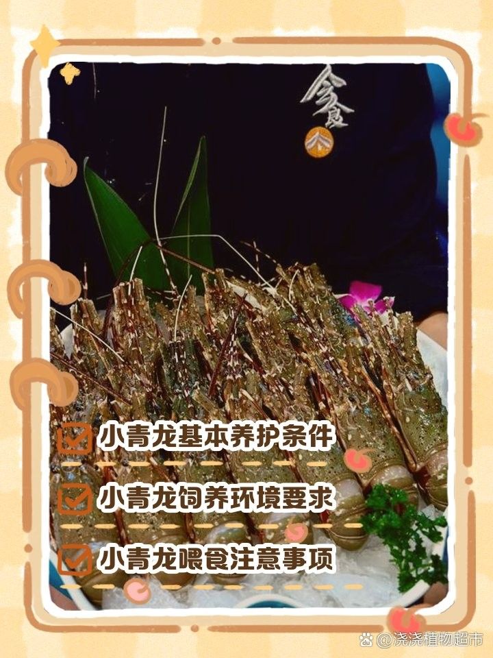 青龍魚在不同環境下的圖片（青龍魚在不同環境下的形態下的適應性及其生存策略）