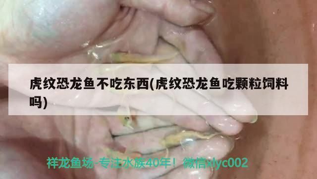 魚缸 虎紋恐龍魚不吃東西(虎紋恐龍魚吃顆粒飼料嗎) 觀賞魚百科 虎紋恐龍魚不吃東西(虎紋恐龍魚吃顆粒飼料嗎) 虎紋恐龍魚不吃東西(虎紋恐龍魚吃顆粒飼料嗎) 觀賞魚百科