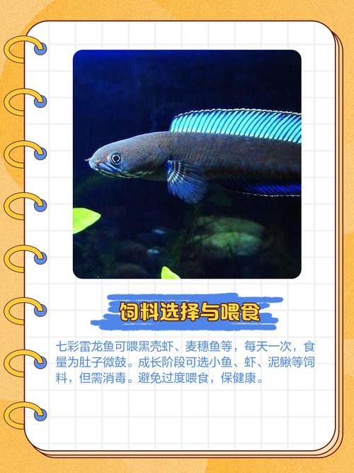 七彩雷龍魚混養需要注意什么（七彩雷龍魚混養全解析）