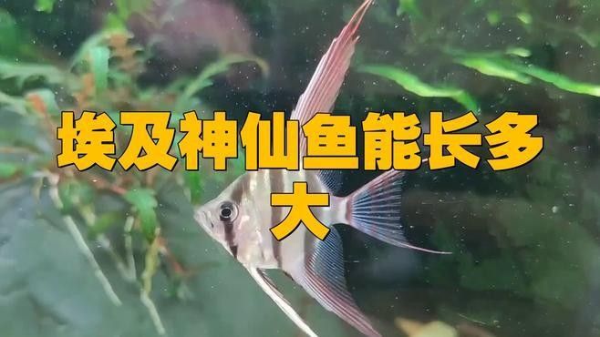 混養埃及神仙魚需要多大的魚缸？（養埃及神仙魚需要為它們準備足夠大的魚缸）