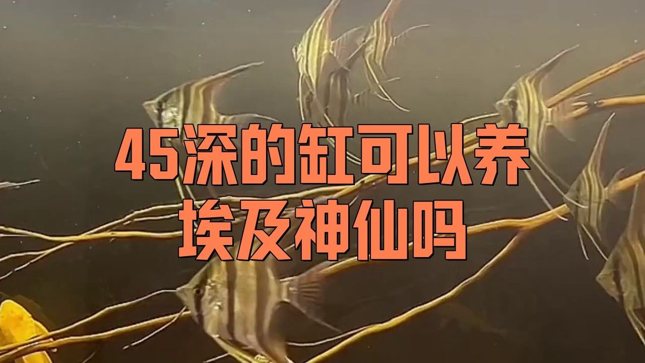 混養埃及神仙魚需要多大的魚缸？（養埃及神仙魚需要為它們準備足夠大的魚缸）