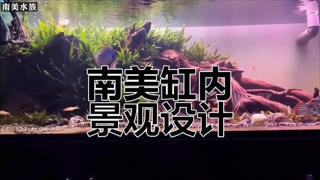 混養埃及神仙魚需要多大的魚缸？（養埃及神仙魚需要為它們準備足夠大的魚缸）