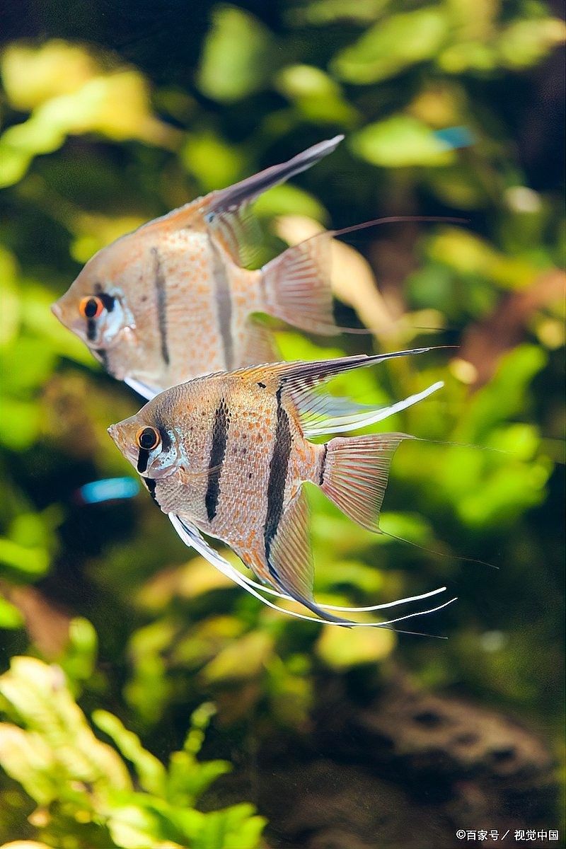 混養埃及神仙魚需要多大的魚缸？（養埃及神仙魚需要為它們準備足夠大的魚缸）