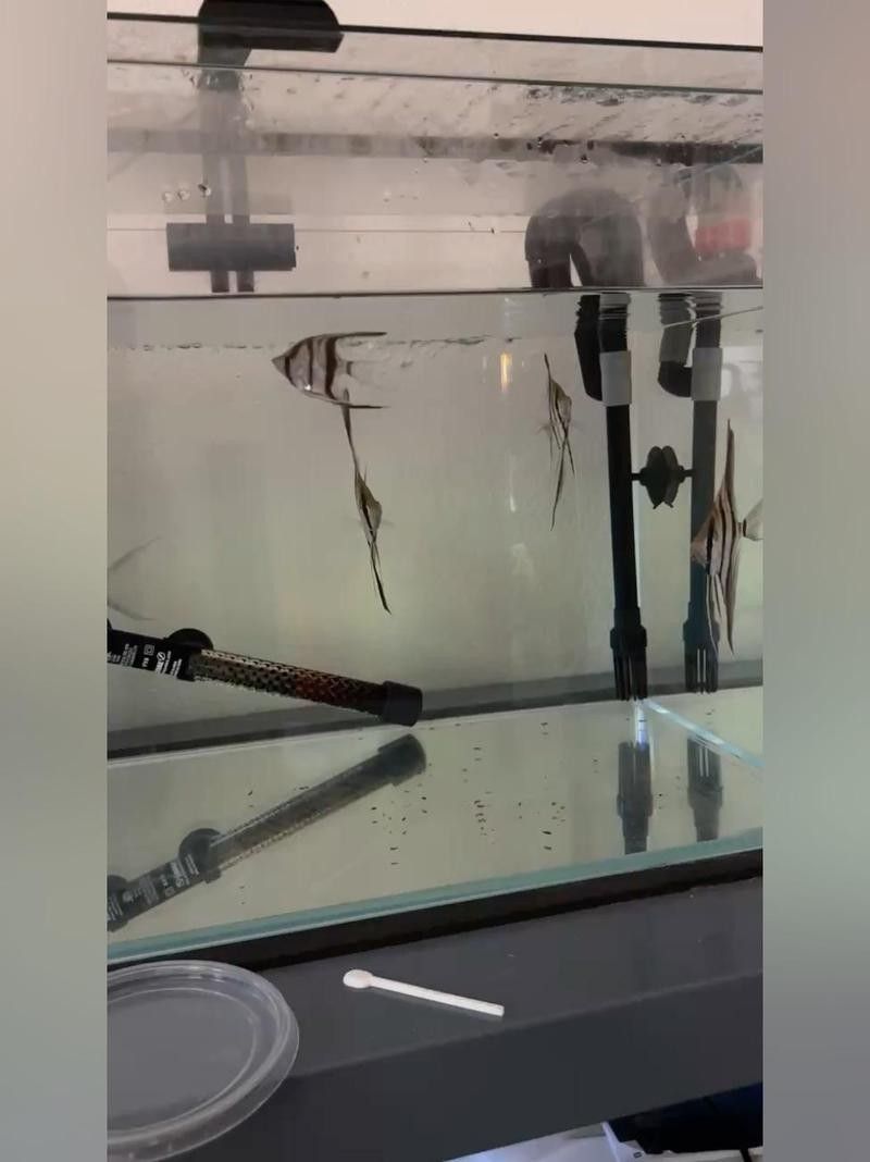混養埃及神仙魚需要多大的魚缸？（養埃及神仙魚需要為它們準備足夠大的魚缸）