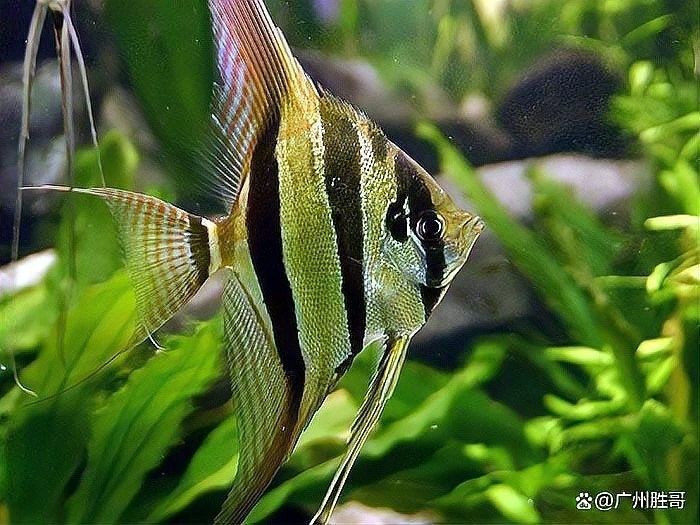 混養埃及神仙魚需要多大的魚缸？（養埃及神仙魚需要為它們準備足夠大的魚缸）