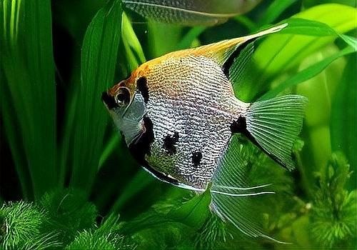 混養埃及神仙魚需要多大的魚缸？（養埃及神仙魚需要為它們準備足夠大的魚缸）