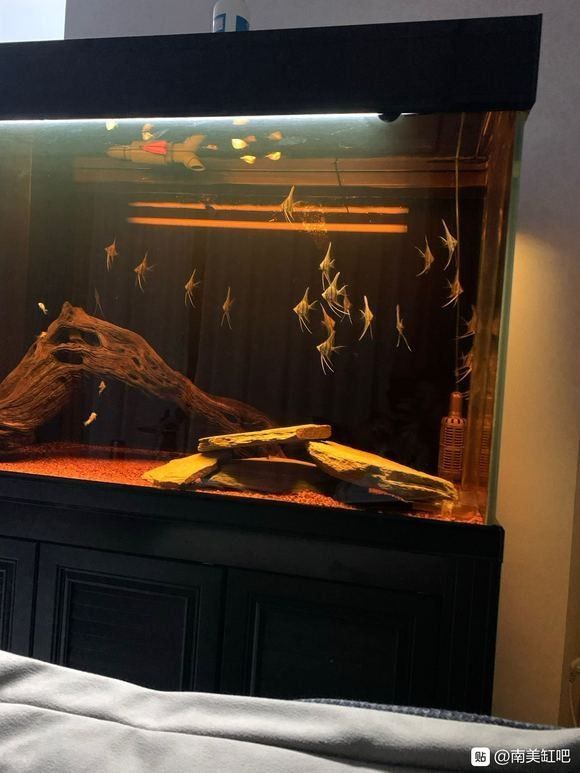 混養埃及神仙魚需要多大的魚缸？（養埃及神仙魚需要為它們準備足夠大的魚缸）