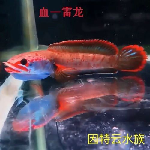 夢幻雷龍魚是雜牌子還是名牌（夢幻雷龍魚怎么樣？） 夢幻雷龍魚是雜牌子還是名牌（夢幻雷龍魚怎么樣？） 觀賞魚百科 第2張