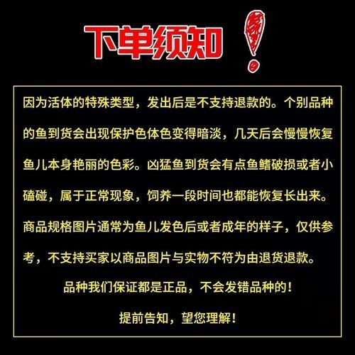 夢幻雷龍魚是雜牌子還是名牌（夢幻雷龍魚怎么樣？） 夢幻雷龍魚是雜牌子還是名牌（夢幻雷龍魚怎么樣？） 觀賞魚百科 第3張
