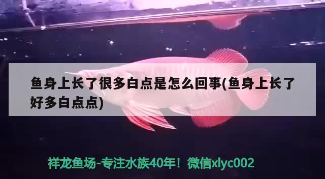 魚身上長了很多白點是怎么回事(魚身上長了好多白點點)（魚身上長了很多白點是怎么回事）