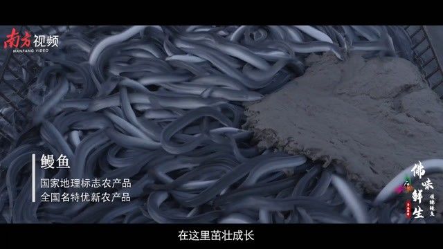 順德最出名三個魚（廣東順德魚類的名字叫順德魚生）