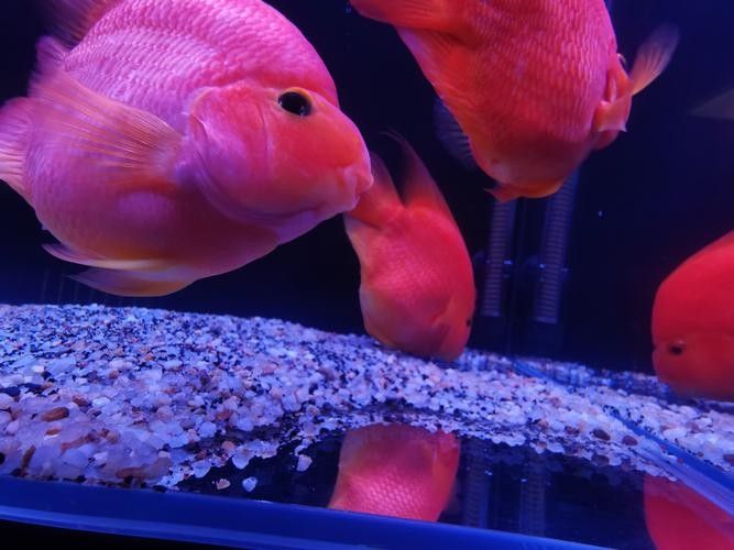 藍底魚缸適合養(yǎng)什么魚？（2025年適合新手飼養(yǎng)的十大海水魚排名第一的是誰）