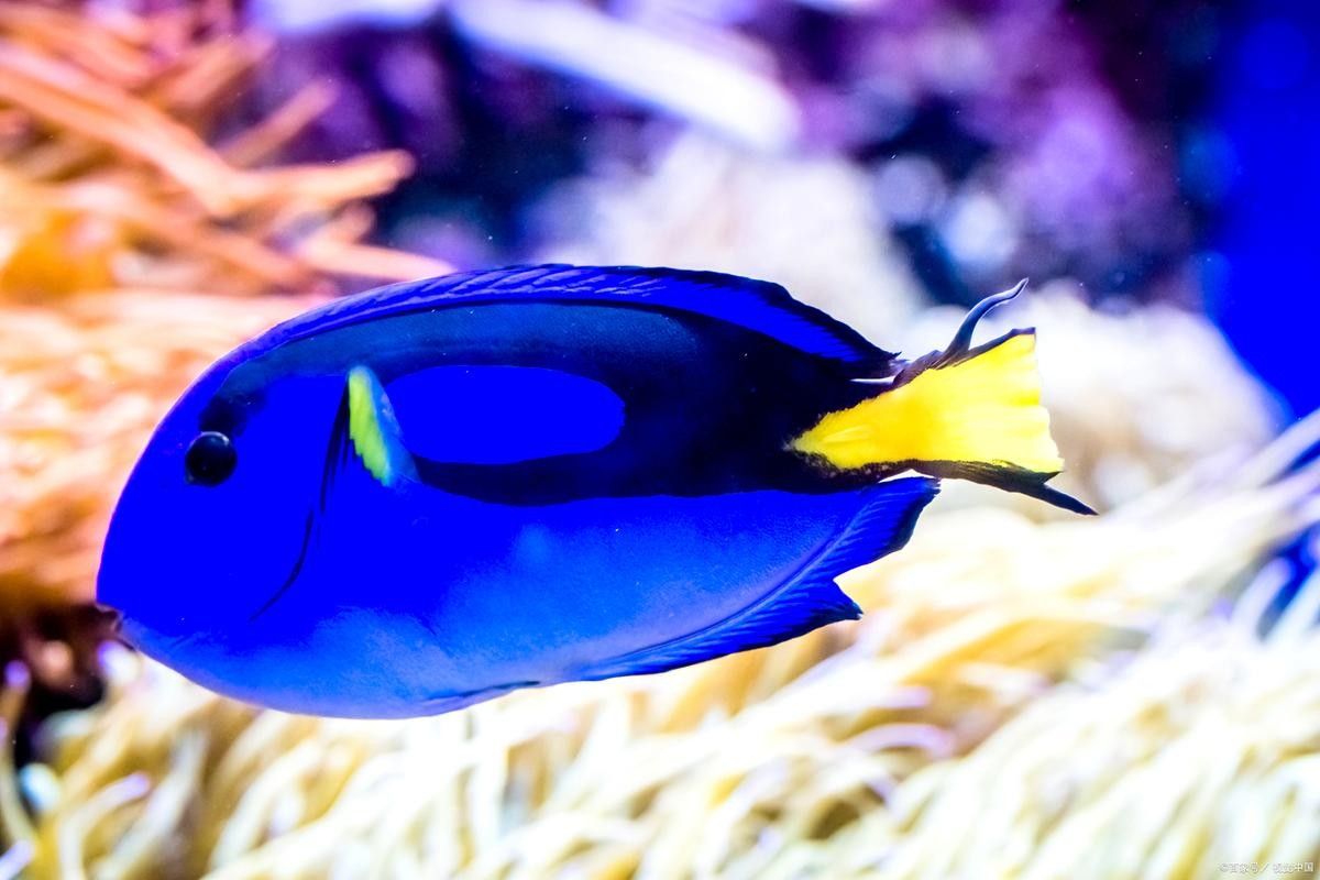 藍底魚缸適合養(yǎng)什么魚？（2025年適合新手飼養(yǎng)的十大海水魚排名第一的是誰）