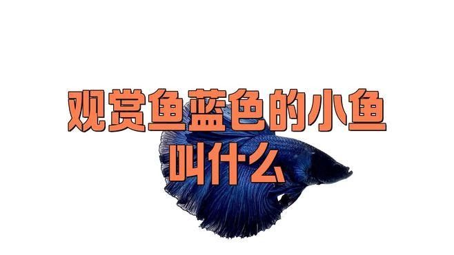 藍底魚缸適合養(yǎng)什么魚？（2025年適合新手飼養(yǎng)的十大海水魚排名第一的是誰）