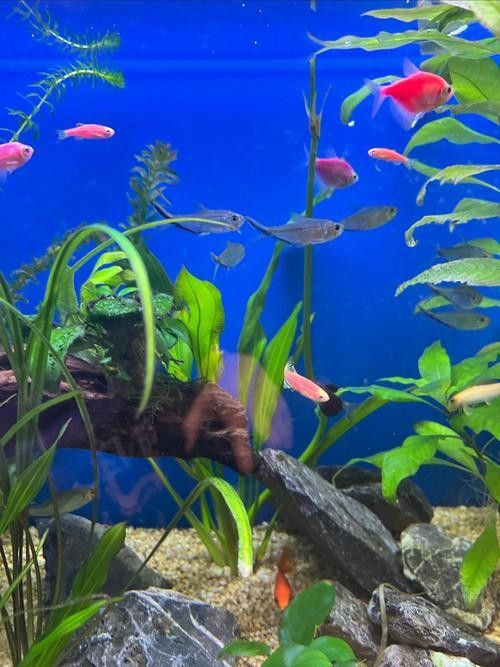 藍底魚缸適合養(yǎng)什么魚？（2025年適合新手飼養(yǎng)的十大海水魚排名第一的是誰）