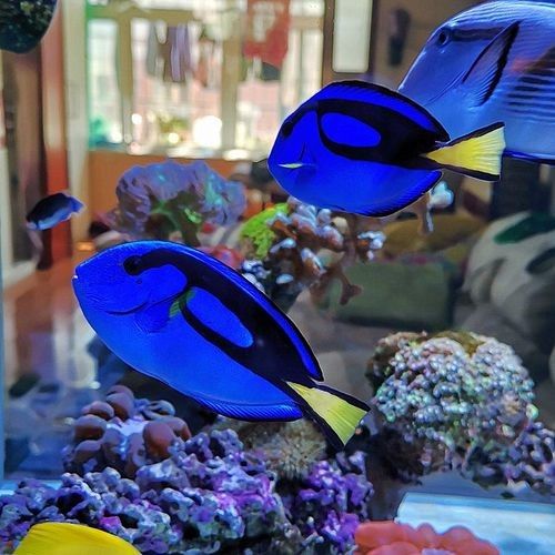 藍底魚缸適合養(yǎng)什么魚？（2025年適合新手飼養(yǎng)的十大海水魚排名第一的是誰）