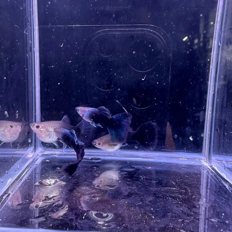 藍底魚缸適合養(yǎng)什么魚？（2025年適合新手飼養(yǎng)的十大海水魚排名第一的是誰）