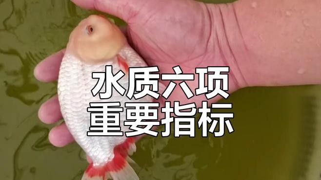 藍底魚缸適合養(yǎng)什么魚？（2025年適合新手飼養(yǎng)的十大海水魚排名第一的是誰）