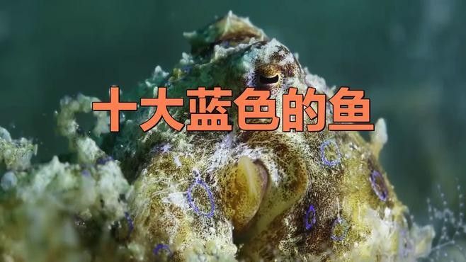 藍底魚缸適合養(yǎng)什么魚？（2025年適合新手飼養(yǎng)的十大海水魚排名第一的是誰）