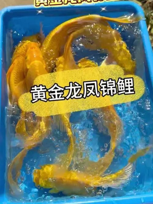 龍鳳錦鯉什么顏色最貴（什么顏色的龍鳳錦鯉比較貴？）