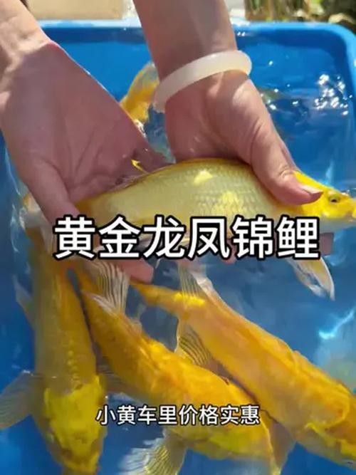 龍鳳錦鯉什么顏色最貴（什么顏色的龍鳳錦鯉比較貴？）