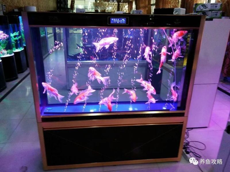 龍魚浮水面如何增氧（如何通過浮水面增氧給龍魚提供充足的氧氣）