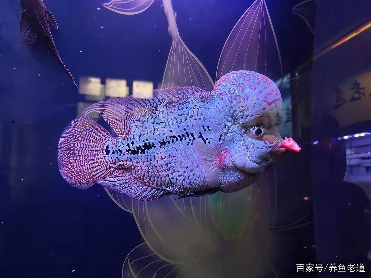 如何消毒活餌料以避免寄生蟲感染（水產養殖中活餌料的使用）