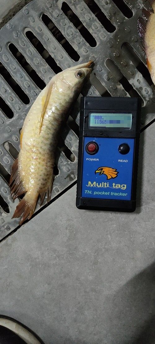 給我一張龍魚芯片的真偽對照圖（|安芯易品控課堂第1期魚芯片真偽對照圖）