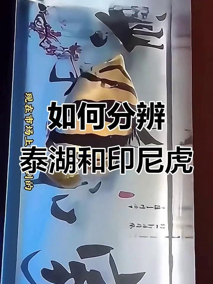 虎魚圖片及價格（虎魚圖片及價格及價格）