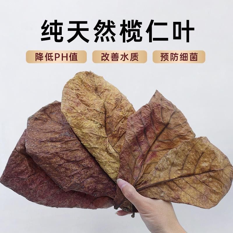藍帆三間魚多少錢（藍帆三間魚多少錢藍帆眼斑三間魚的價格和平臺價格信息）