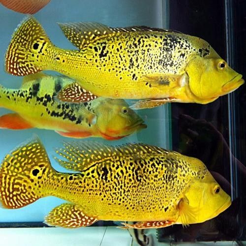 藍帆三間魚多少錢（藍帆三間魚多少錢藍帆眼斑三間魚的價格和平臺價格信息）