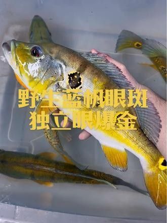 藍帆三間魚多少錢（藍帆三間魚多少錢藍帆眼斑三間魚的價格和平臺價格信息）