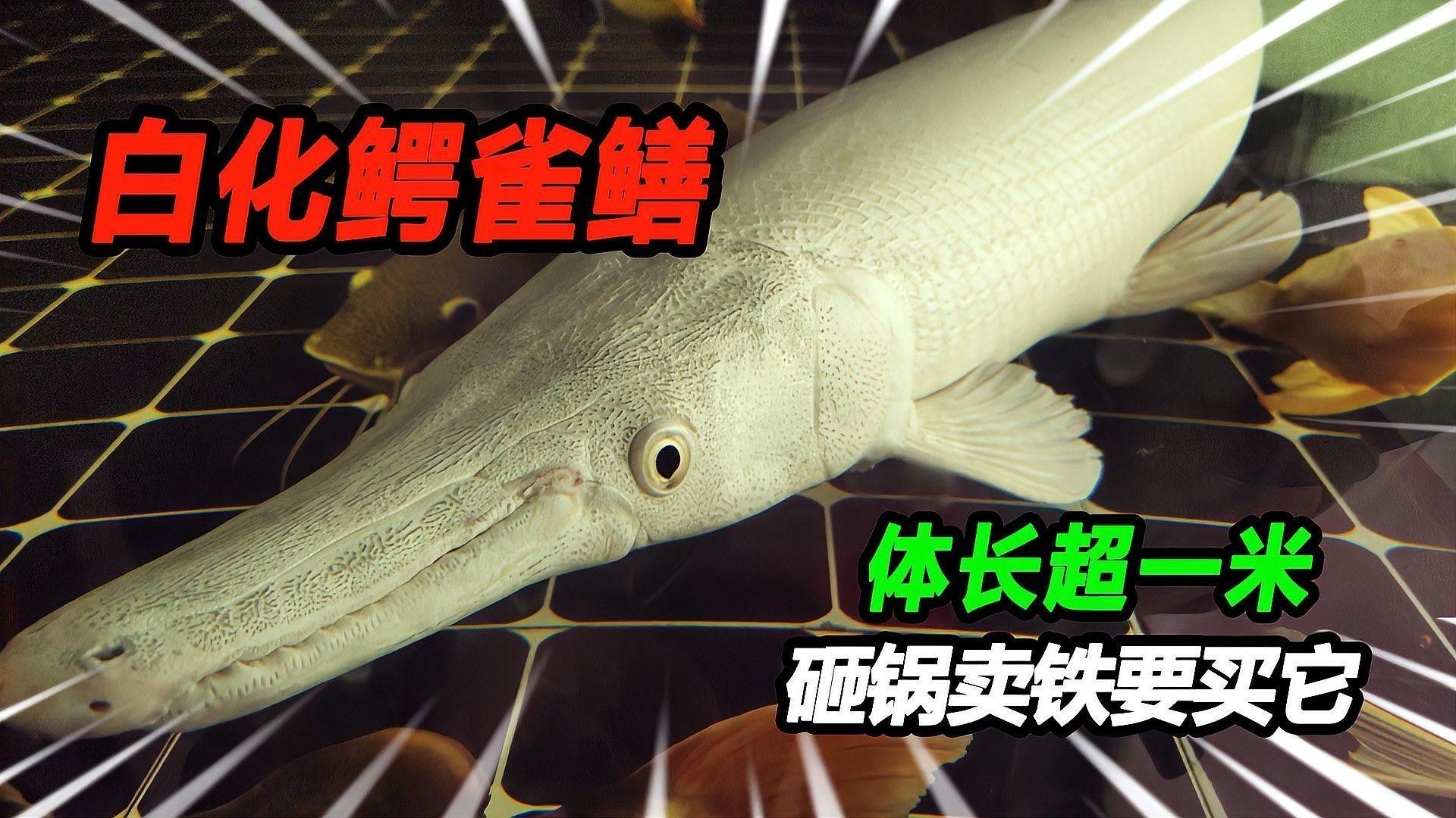 白化鱷雀鱔和普通鱷雀鱔有何區(qū)別 白化鱷雀鱔和普通鱷雀鱔有何區(qū)別 龍魚(yú)百科 第1張