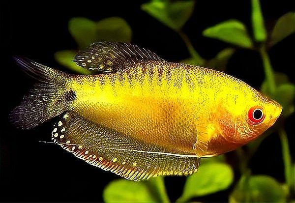 曼龍魚在低溫下有哪些表現(xiàn)（曼龍魚在低溫下的一些表現(xiàn)）
